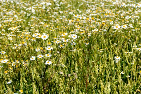 Wheat field infested by scentless mayweed, Röe, Lysekil, Sweden 4