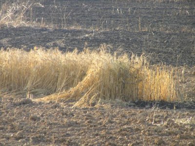 Wheat field near Sapir college firebombe kite damage 539