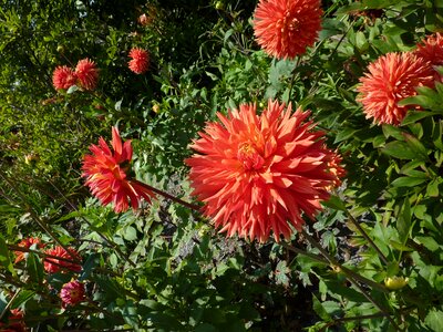 Petals nature red