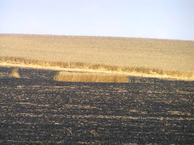 Wheat field near Sapir college firebombe kite damage 519