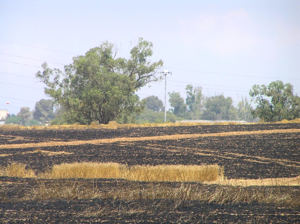 Wheat field near Sapir college firebombe kite damage 523