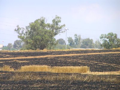 Wheat field near Sapir college firebombe kite damage 523
