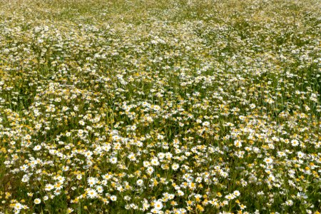 Wheat field infested by scentless mayweed, Röe, Lysekil, Sweden 2 photo