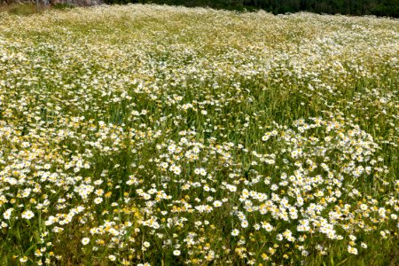 Wheat field infested by scentless mayweed, Röe, Lysekil, Sweden 1
