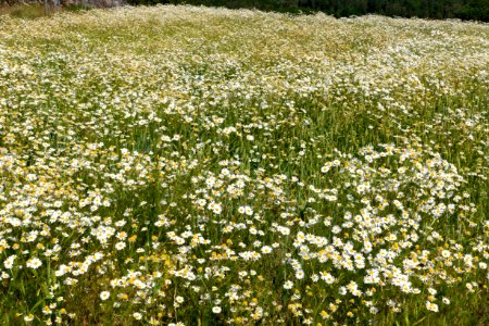 Wheat field infested by scentless mayweed, Röe, Lysekil, Sweden 1 photo