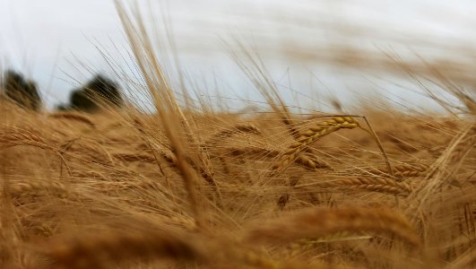 Wheat Storm (217169671)