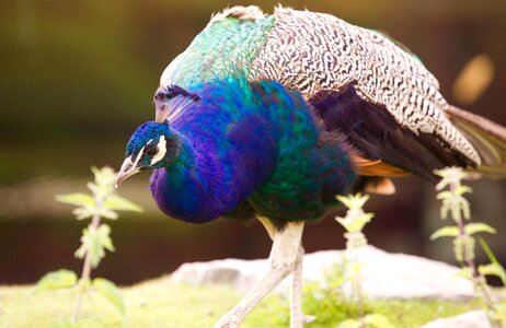 Volatile majestic peacock blue