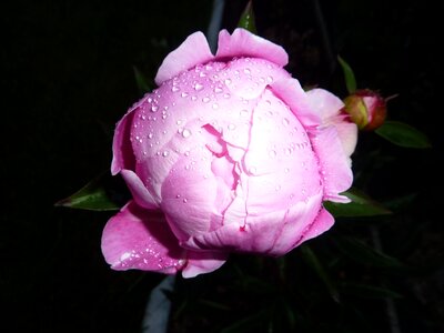 Droplets of water petals garden