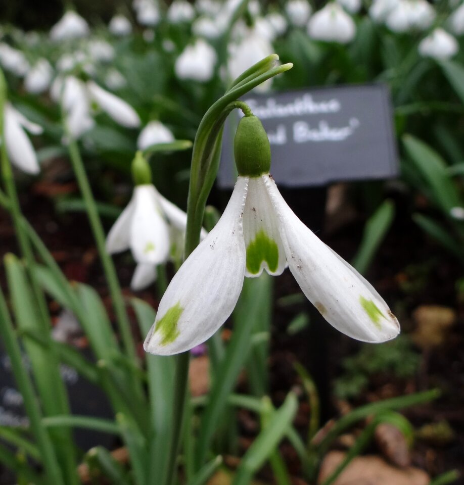 Outdoors bud snowdrop