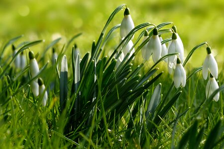 Galanthus white closed photo