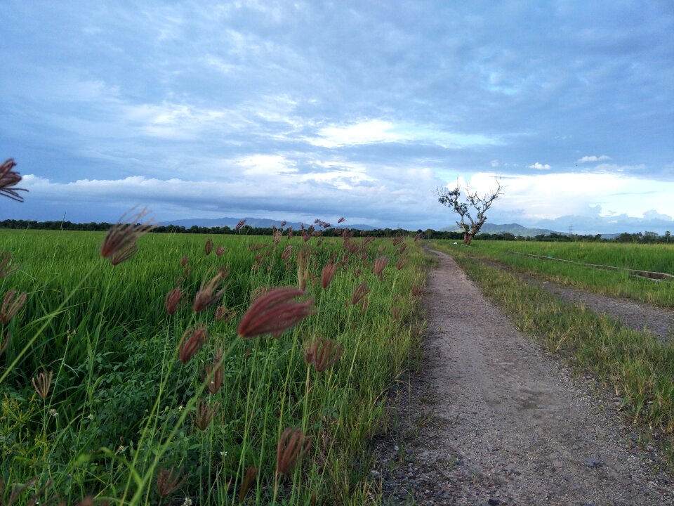Agriculture grass ricefield