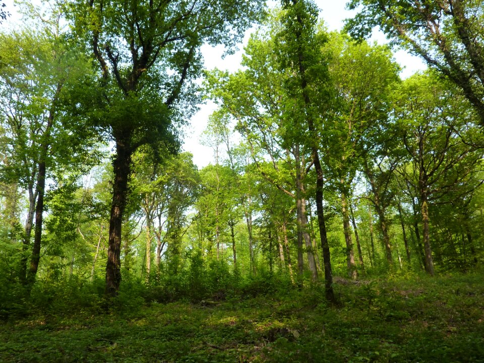 Forest trees green foliage