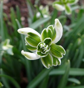 Leaf garden snowdrop photo