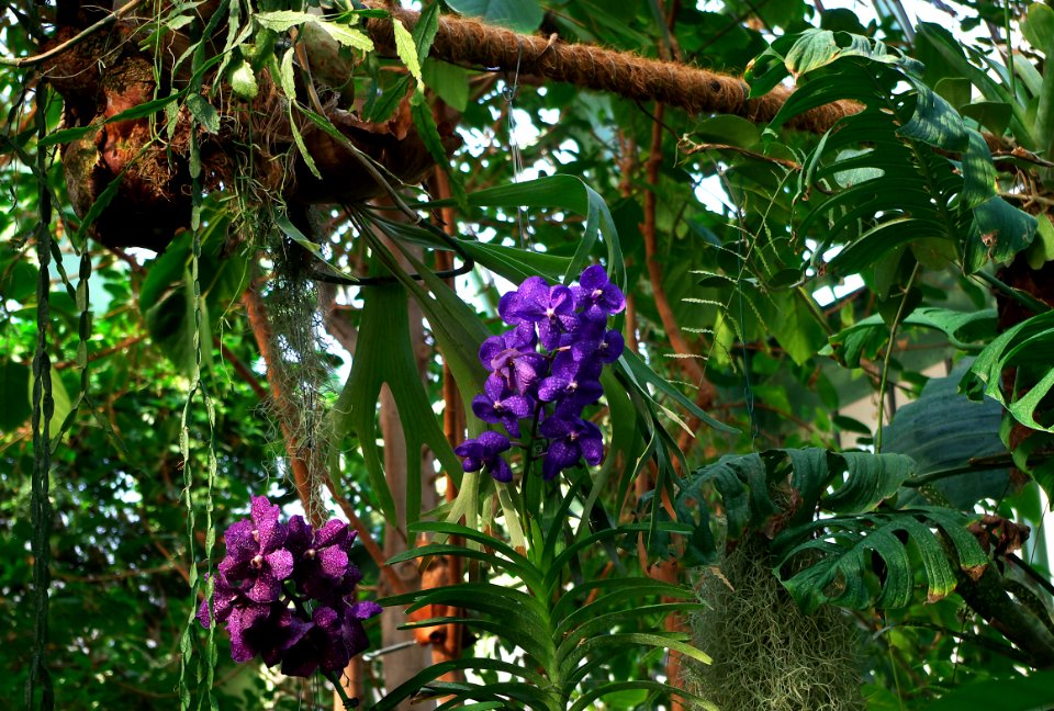 Widowmaker et orchidées