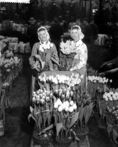 West Friese flora 1959 (in West friese klederdracht ), Bestanddeelnr 910-1586
