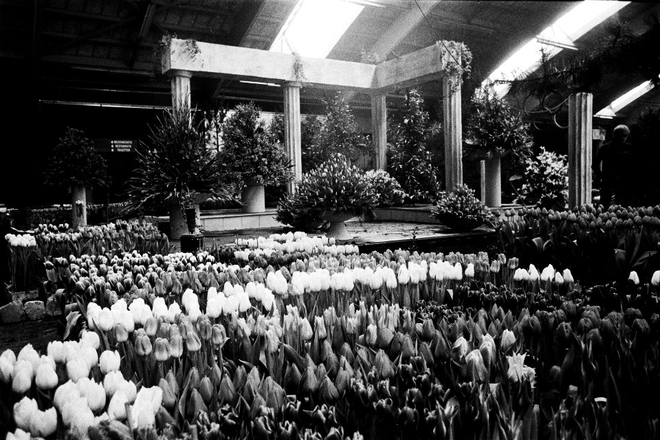 West Friese Flora in Bovenkarspel in teken van geschiedenis Olympische Spelen , Bestanddeelnr 930-6718