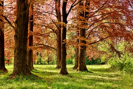 Park forest nature photo