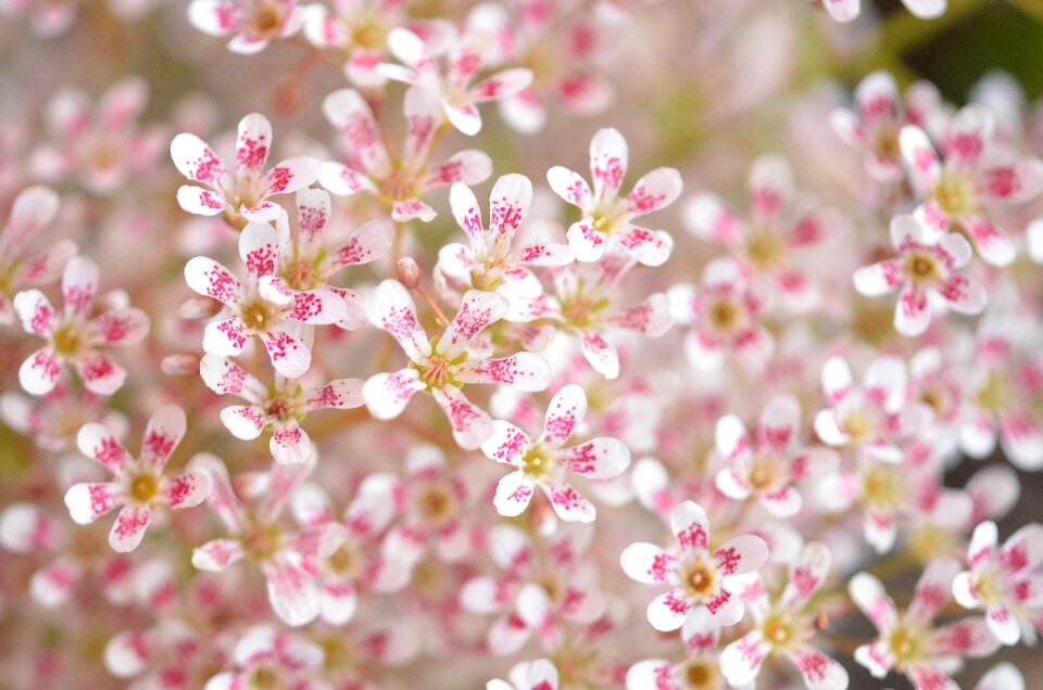 Floral plant blossom