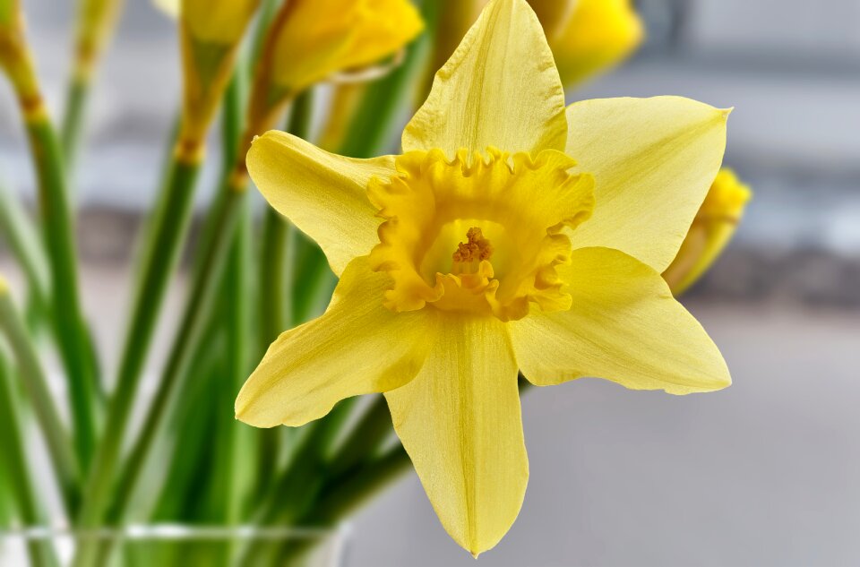 Flower nature plant