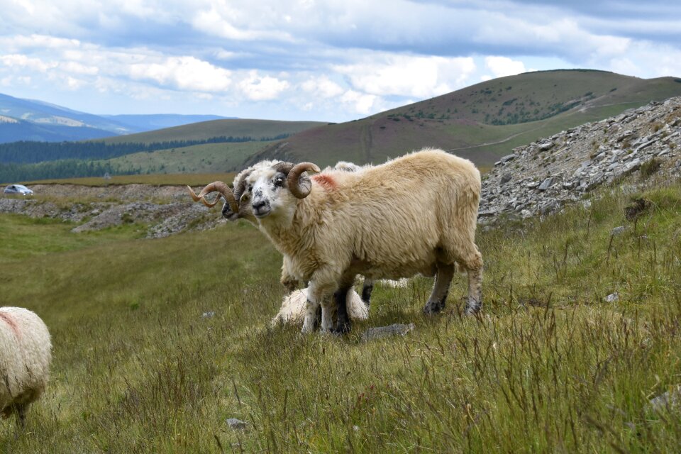 Sheep animal nature