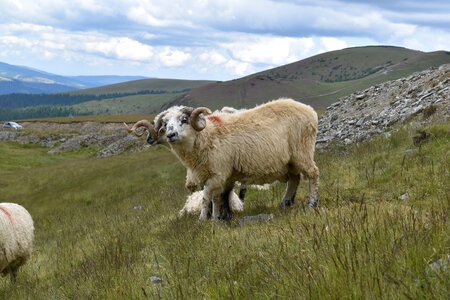 Sheep animal nature photo