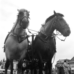 West Friese marktdag te Schagen, Bestanddeelnr 911-4080