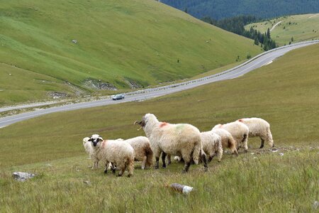 Wool herd hill photo