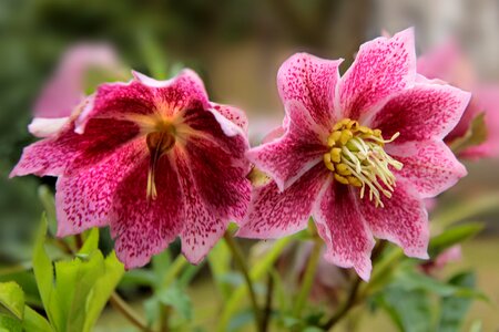 Christmas rose helleborus pink