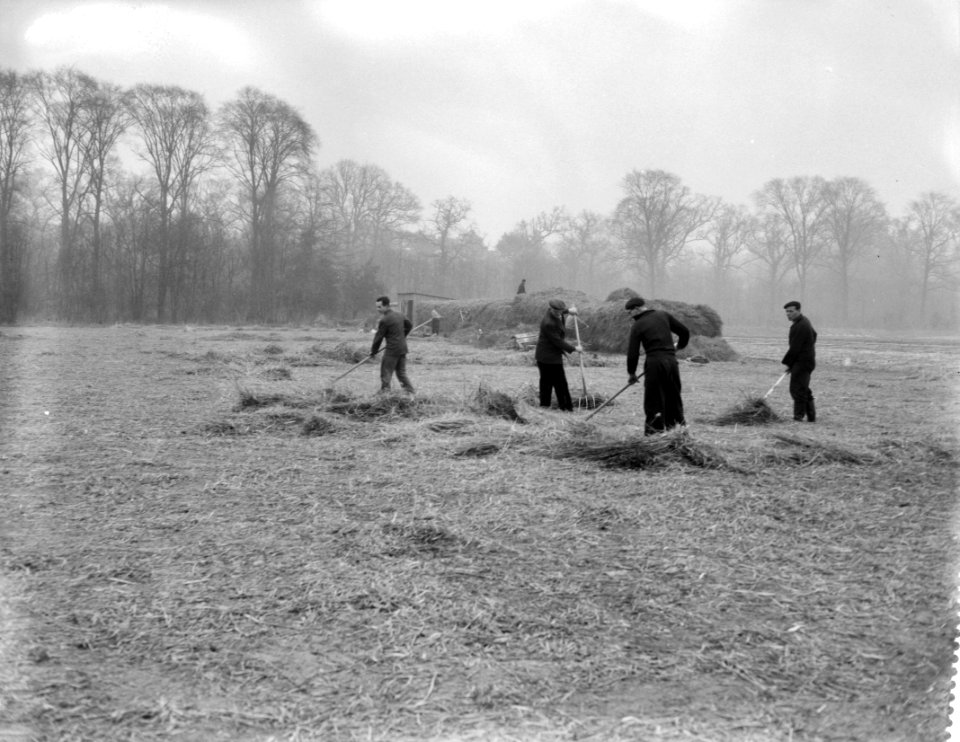 Werkzaamheden op de bollenvelden in de omgeving van Bennebroek, het verwijderen , Bestanddeelnr 910-1718