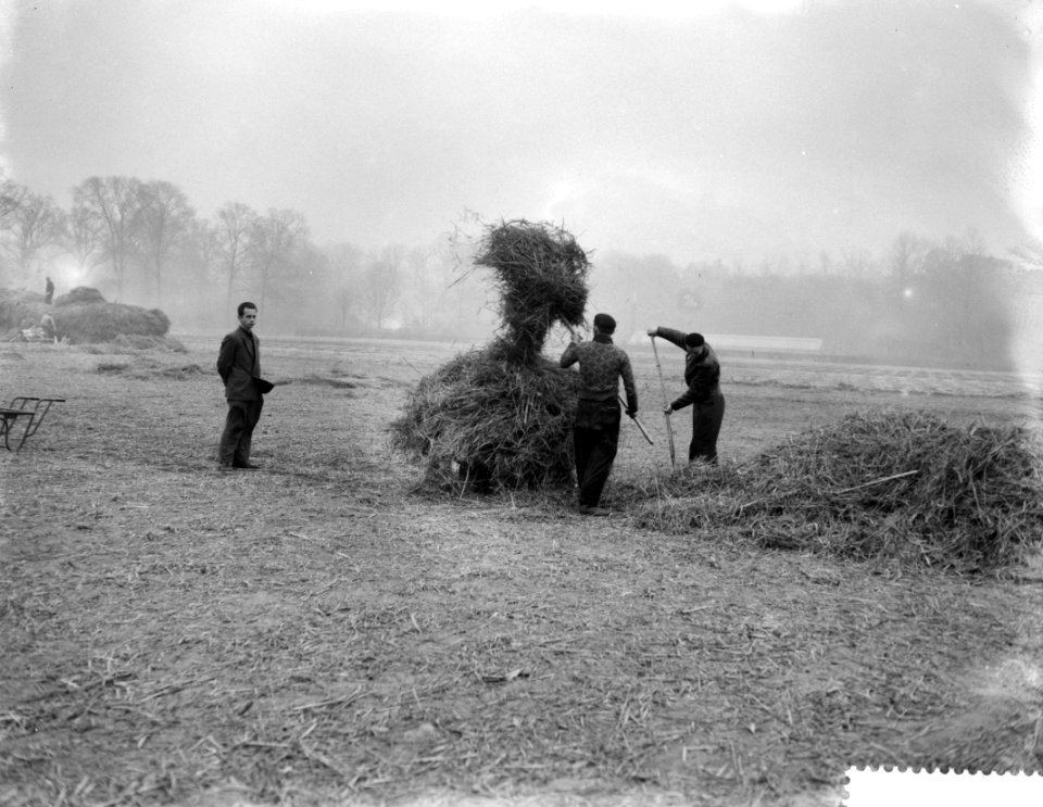 Werkzaamheden op de bollenvelden in de omgeving van Bennebroek, het verwijderen , Bestanddeelnr 910-1717