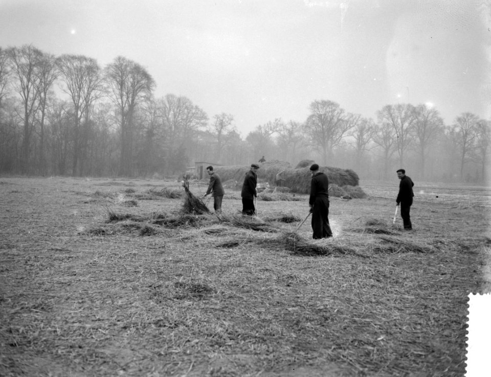 Werkzaamheden op de bollenvelden in de omgeving van Bennebroek, het verwijderen , Bestanddeelnr 910-1716