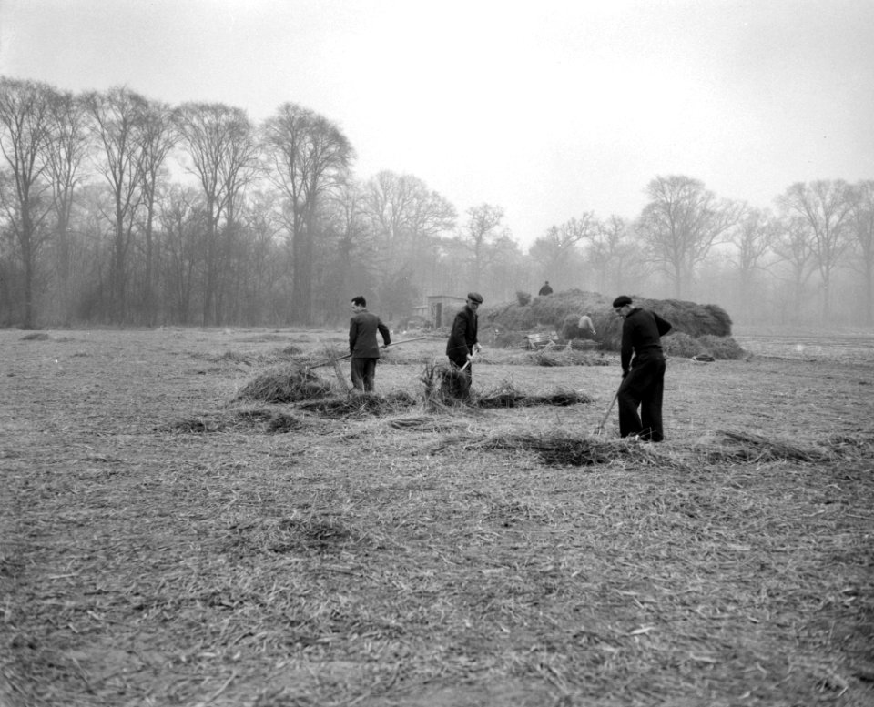 Werkzaamheden op de bollenvelden in de omgeving van Bennebroek, Bestanddeelnr 910-1715