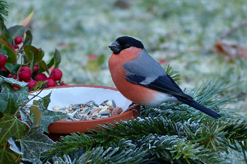 Bullfinch pyrrhula males