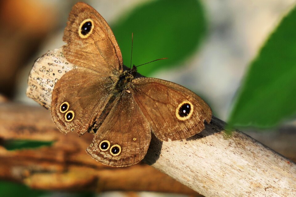 Insect butterfly wild