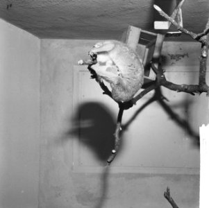 Wereldprimeur in Artis Een Angwantibo of Beermaki (halfaapje) geboren, Bestanddeelnr 915-8763