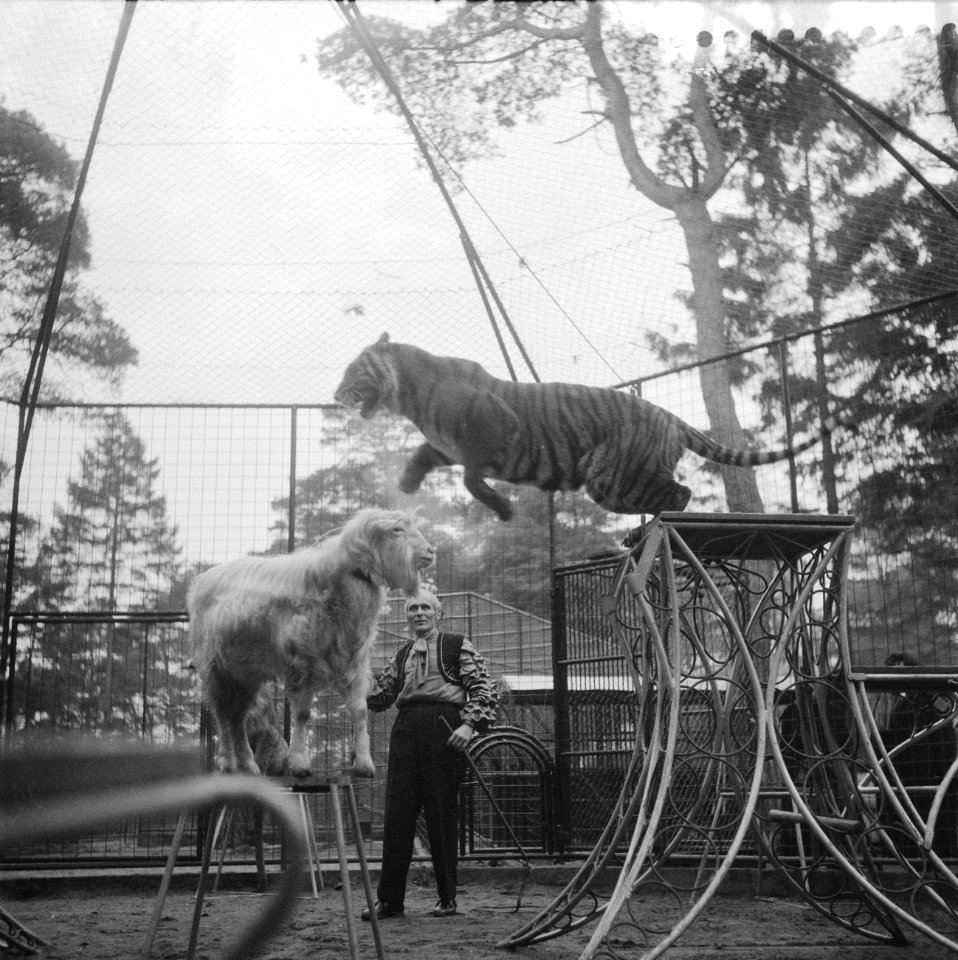 Wereldprimeur tijgerdressuur in het dierenpark Amersfoort, Bestanddeelnr 910-8796