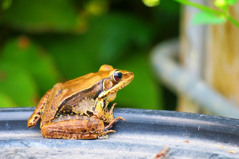Nature outdoor animal