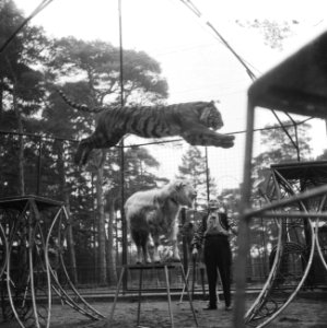 Wereldprimeur tijgerdressuur in het dierenpark Amersfoort onder toezicht van Mor, Bestanddeelnr 910-8797