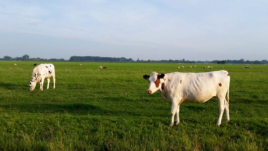 Kamerik pasture landscape