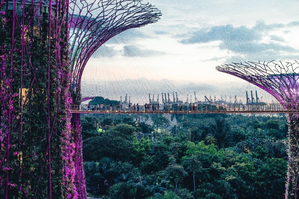 Hanging bridge trees
