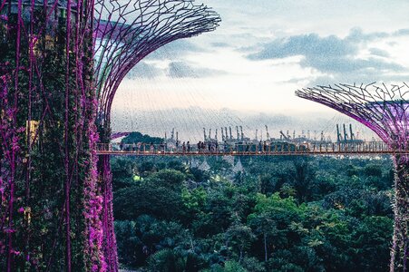 Hanging bridge trees