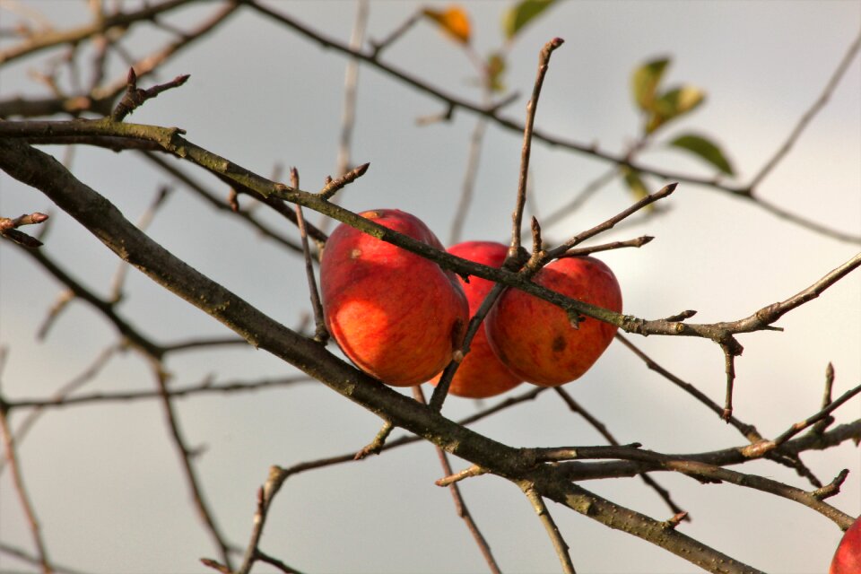 Apple autumn apple tree