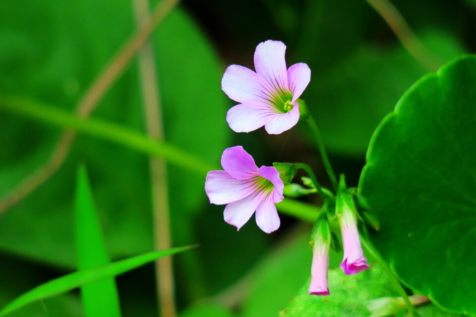 Wild flowers wild nature