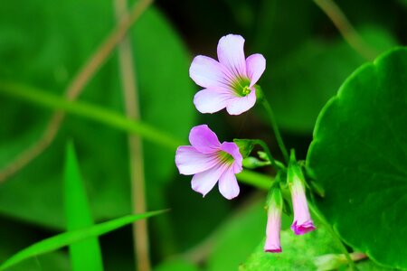 Wild flowers wild nature