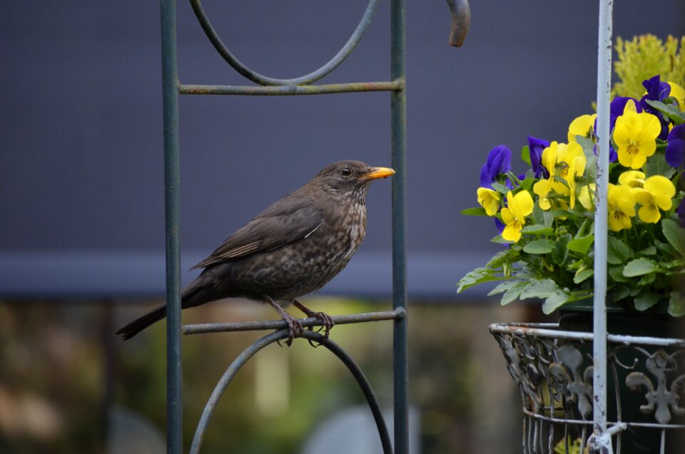Birds blackbird feathers
