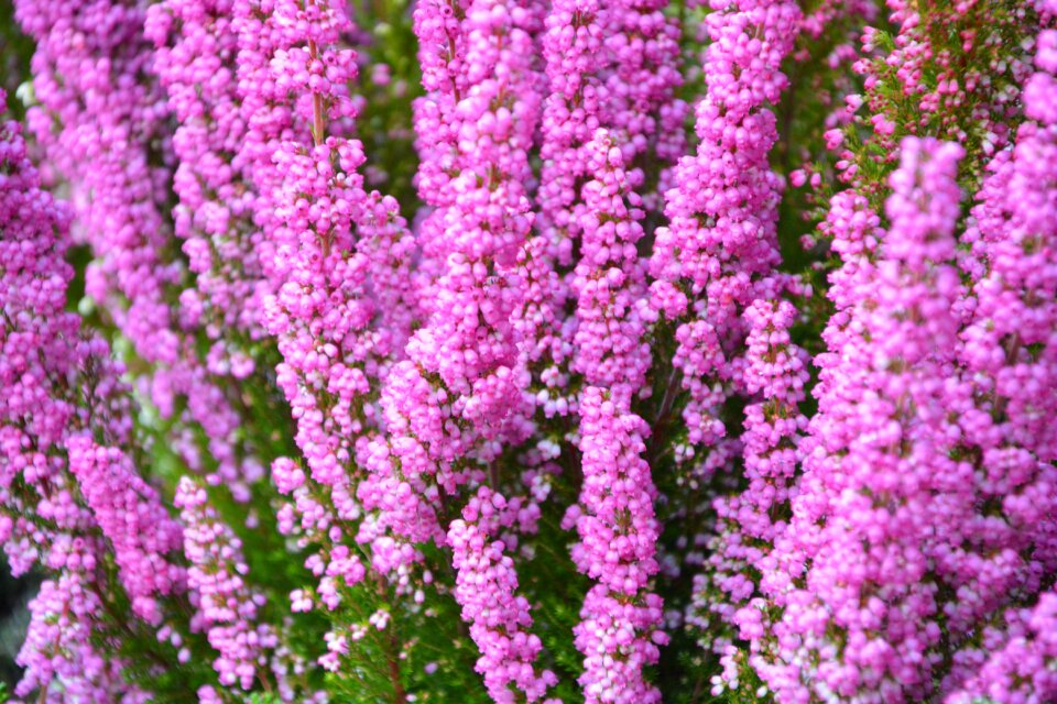 Nature plants flowering color pink