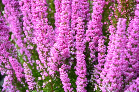 Nature plants flowering color pink photo