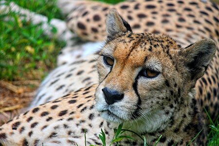 Big cat wild animal animal world