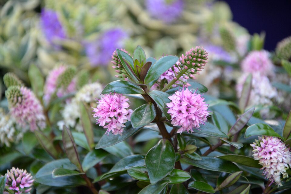 Pink flowers garden parterre fleuri