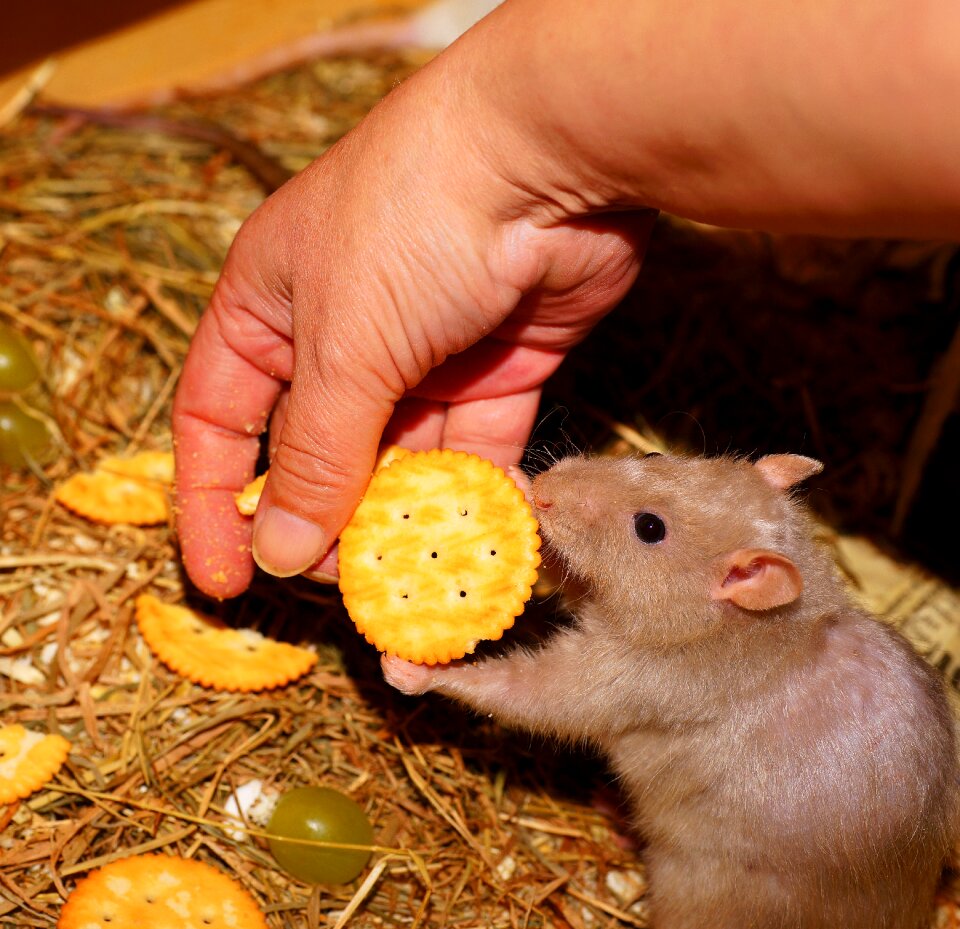 Rodent animal mammal